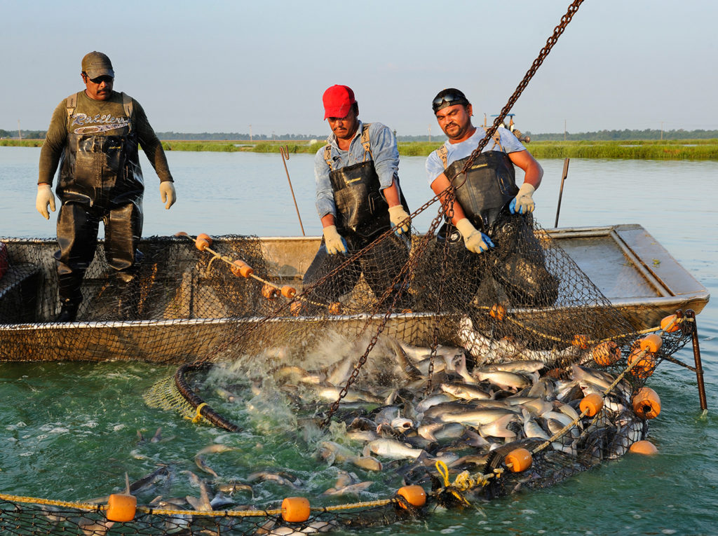 Harvesting catfish at America’s Catch catfish farm in Ita Benna
