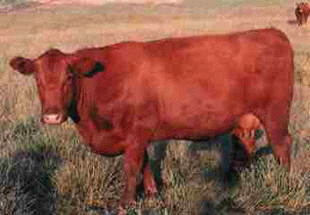 The Death of the Red Heifer